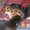 Tre beagle e un bastoncino