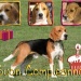 Quattro Beagle compiono 1 anno: AUGURI a Magellano, Ciccio Tom, Packo e Sissy