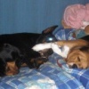Sissy la principessa beagle, cresce…