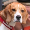 Beagle Gallery