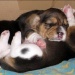 Cuccioli Beagle Compiono un Mese