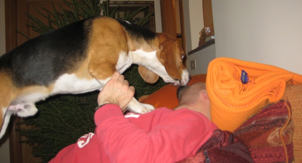 Shhh, c’è un beagle che dorme
