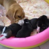 Cuccioli di Beagle a Roma