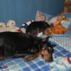 Sissy ha una nuova amica