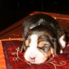 Arrivano i Cuccioli