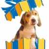 A Natale ti(mi) regalo un Beagle…da che parte comincio?