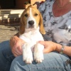 e anche Ciccio se ne va…
