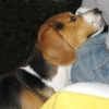 Il beagle e la cioccolata