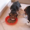Piccoli beagle crescono